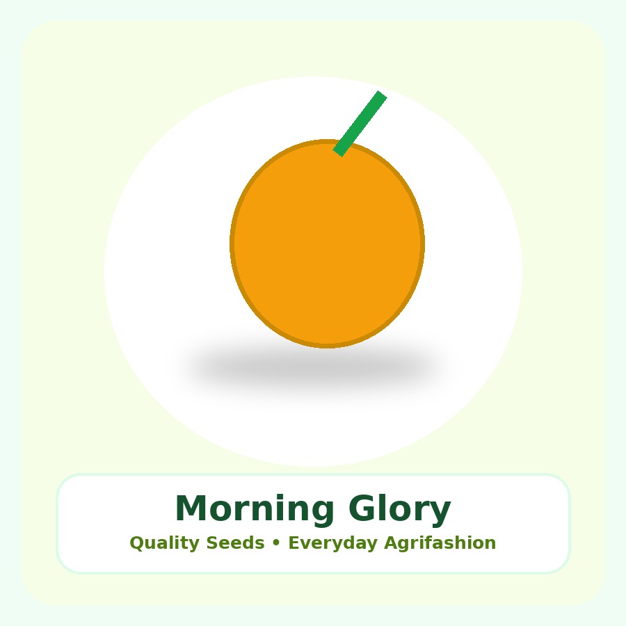 Morning Glory Seeds 50 Seeds