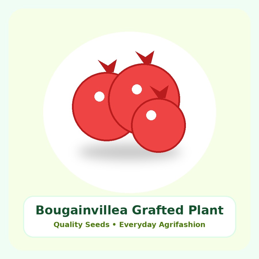 Bougainvillea Grafted Plant