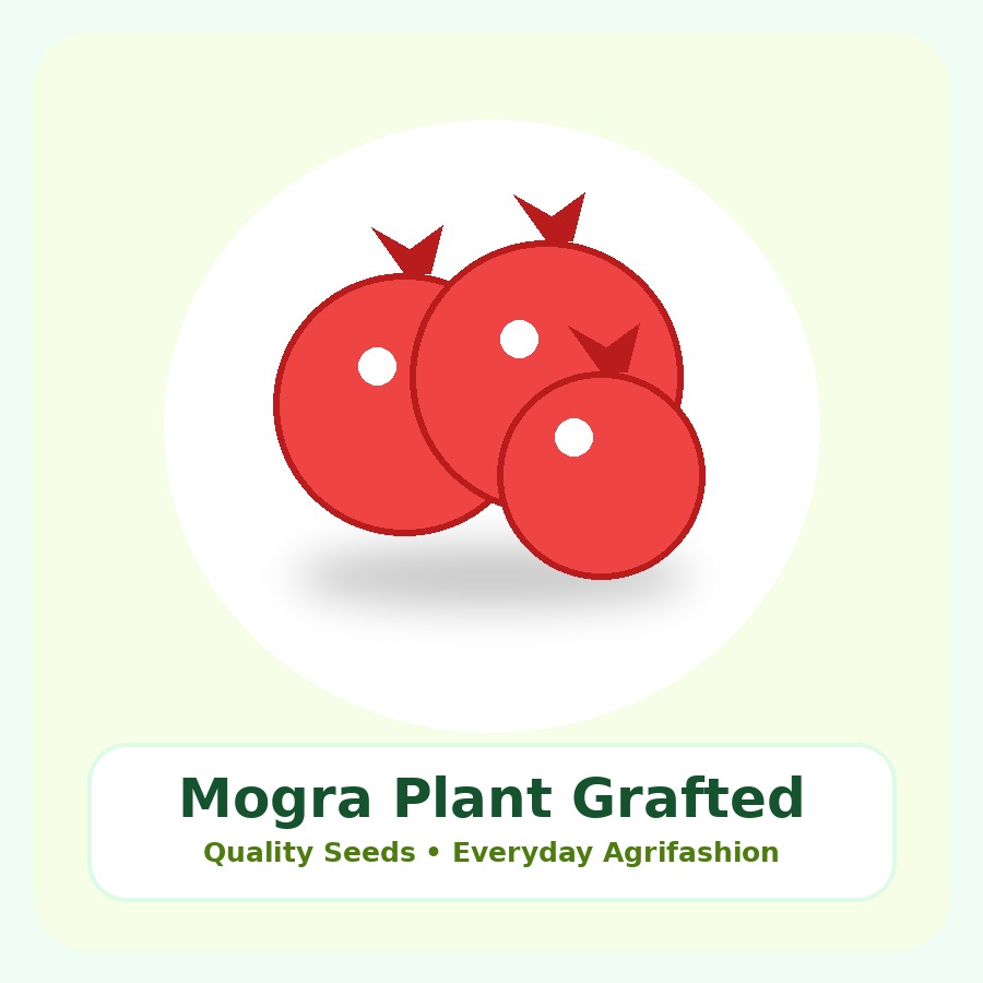 Mogra Plant Grafted Plant